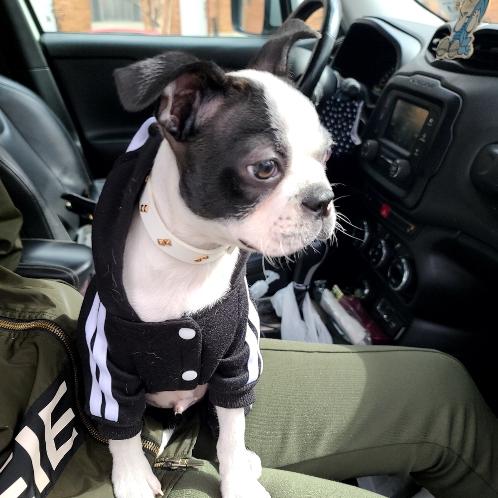 ADIDOG HOODIE 🖤🐾 - Picture 3 of 6